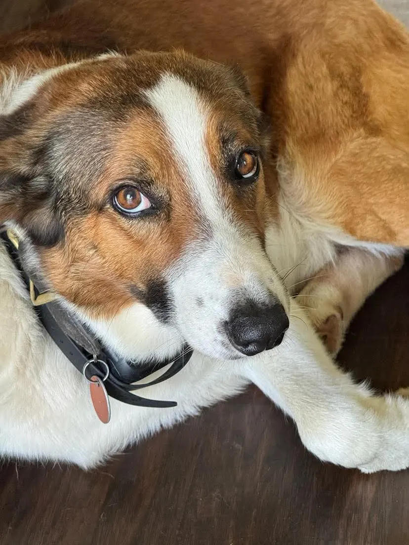 Portrait of a tricolor Welsh Sheepdog resting its head