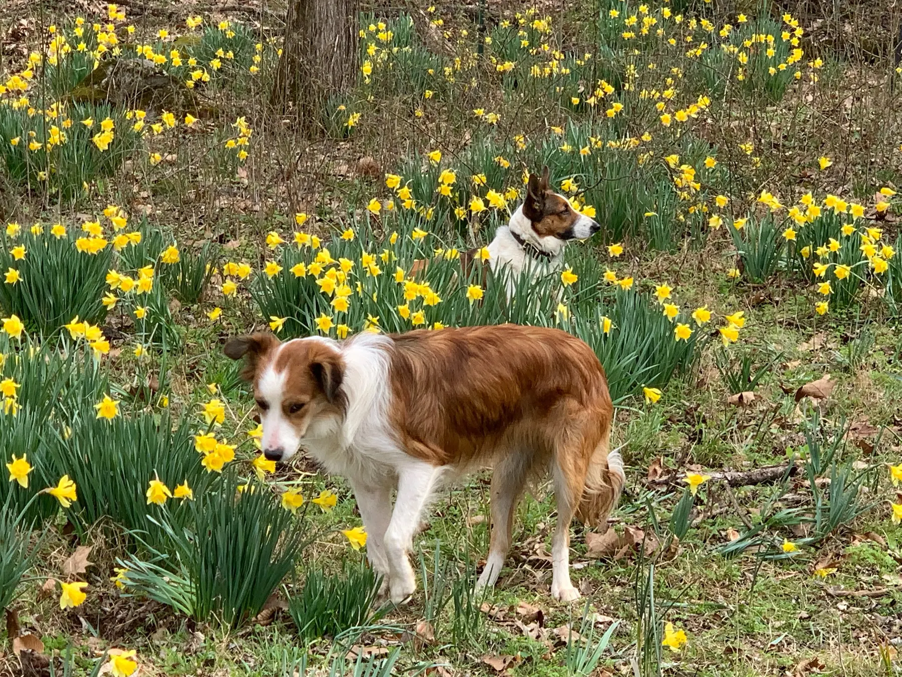 Two Welsh Sheepdogs among yellow daffodils