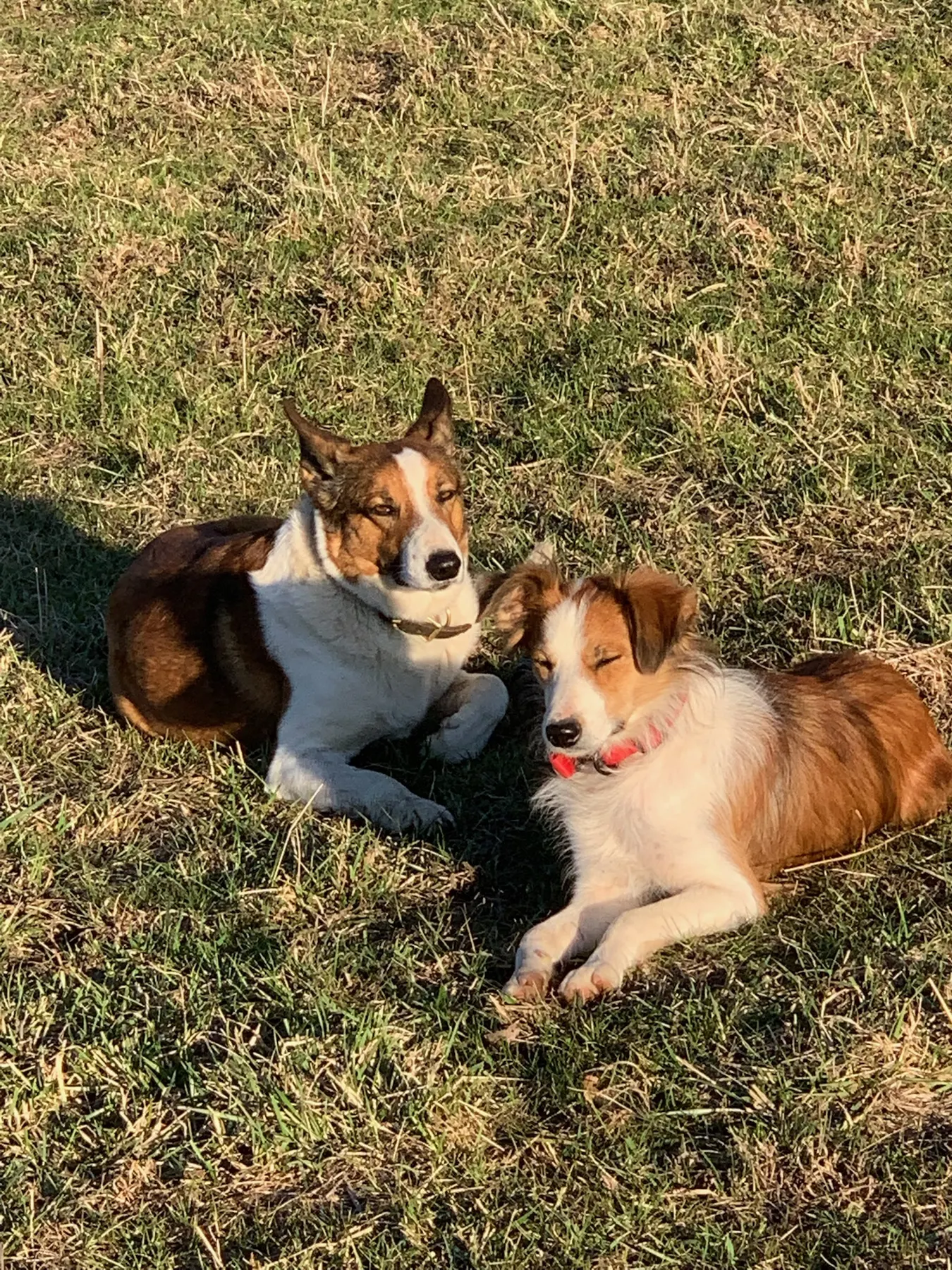 Two Welsh Sheepdogs resting side by side in the sunny grass