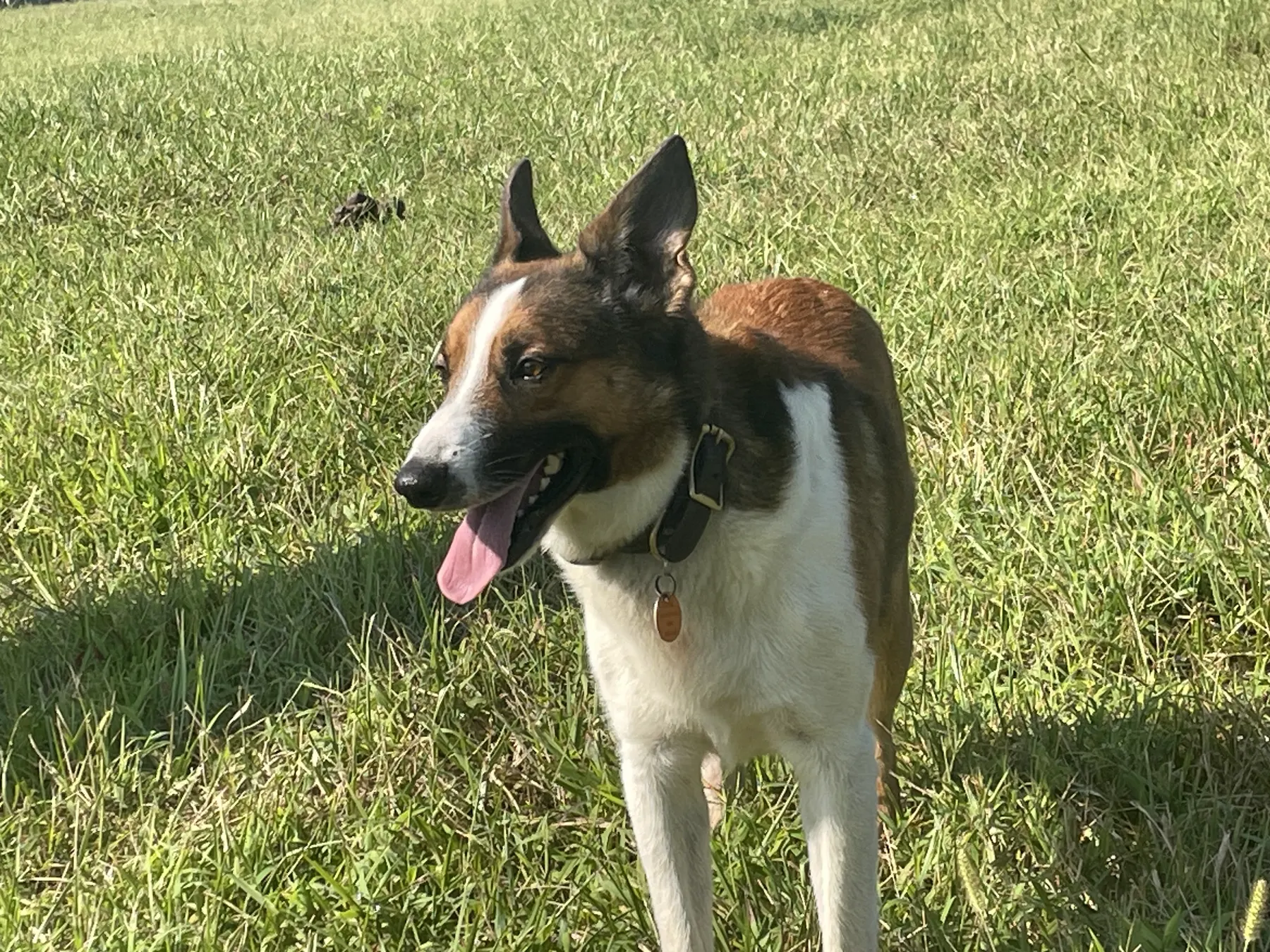 A prick-eared tricolor Welsh Sheepdog standing in the pasture
