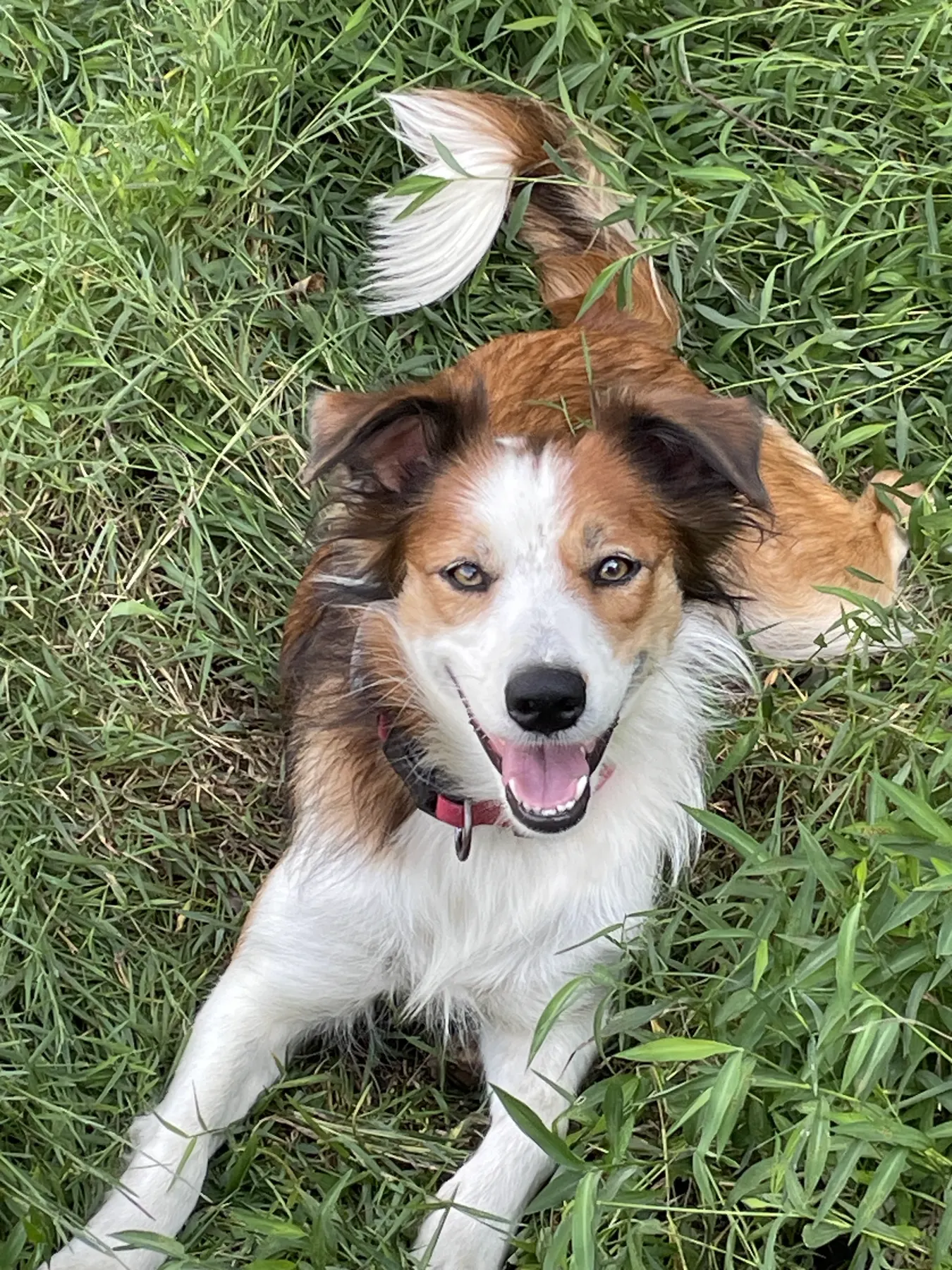 A red and white Welsh Sheepdog lying in tall grass, smiling up at the camera