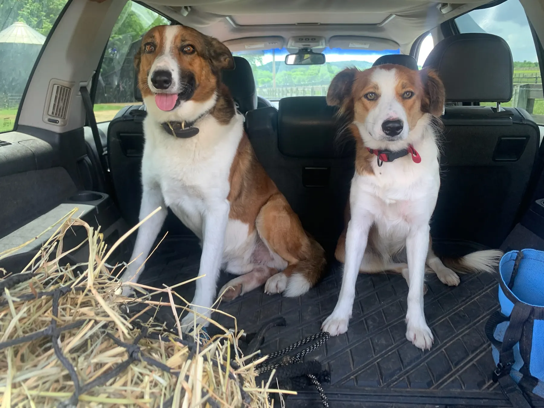 Two Welsh Sheepdogs sitting in the back of the car among hay, ready to go