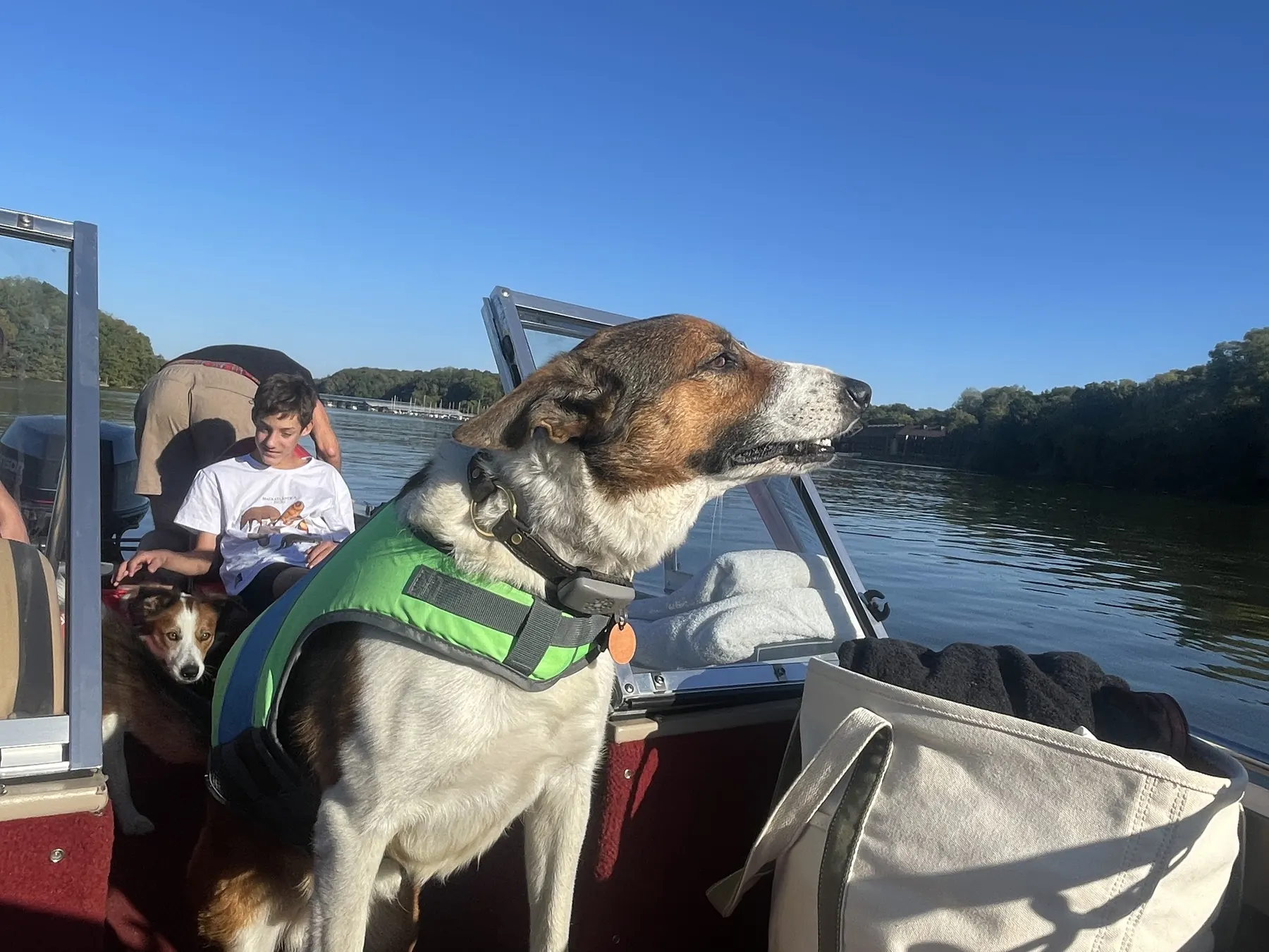 A Welsh Sheepdog in a life vest on the boat on a bright summer lake