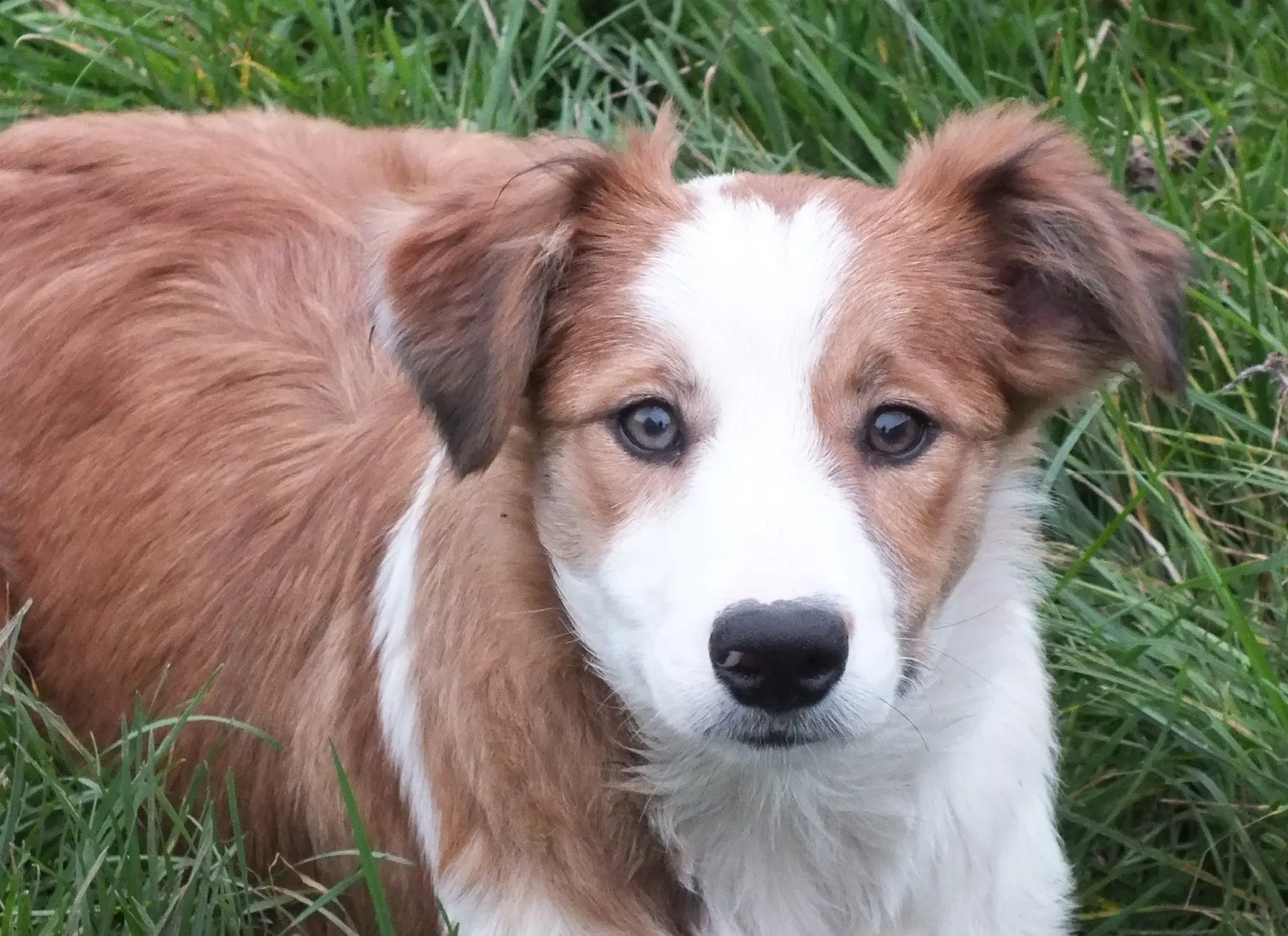 A young red and white Welsh Sheepdog with bright eyes, close up in the grass