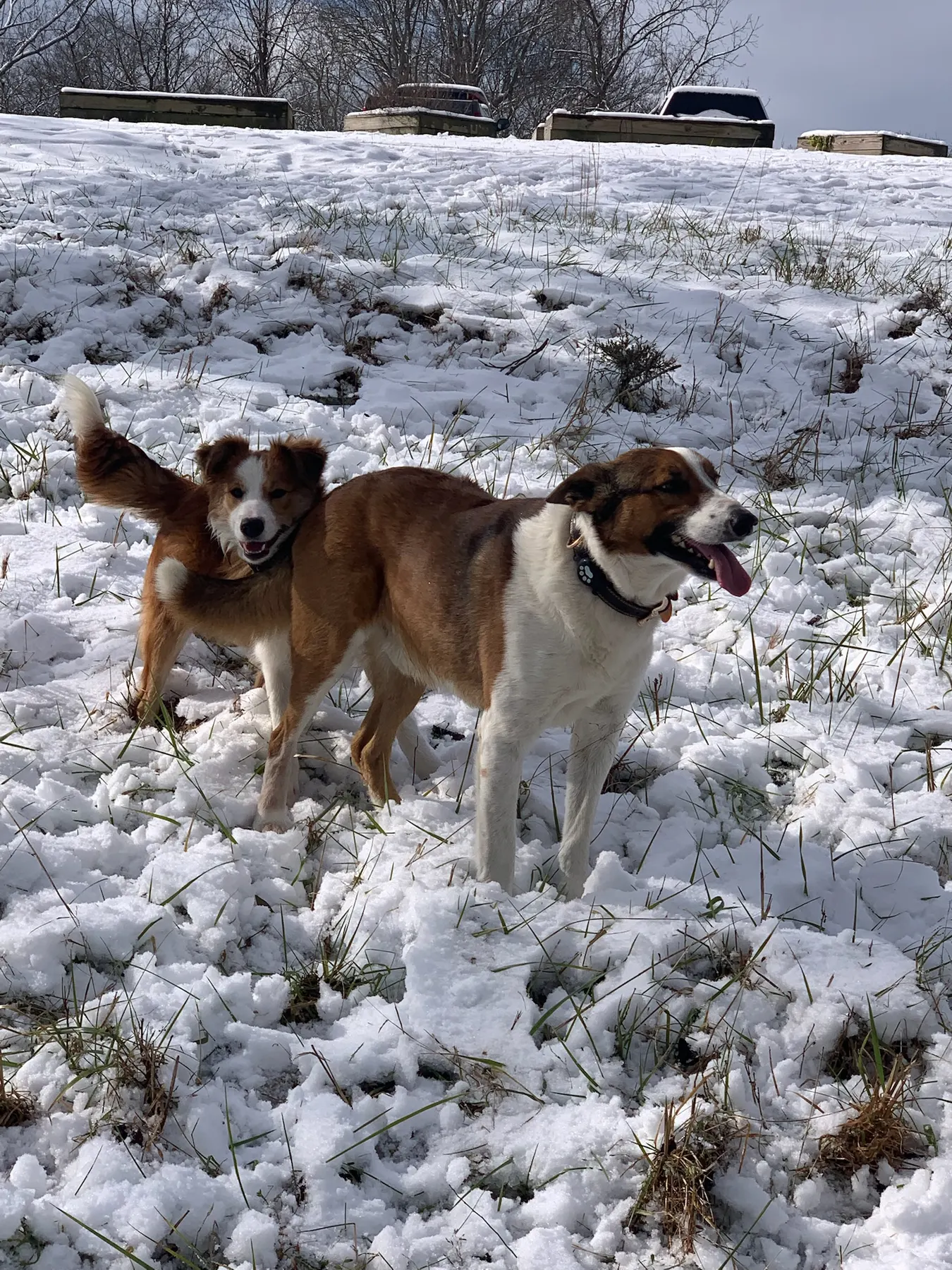 Two Welsh Sheepdogs playing in fresh snow