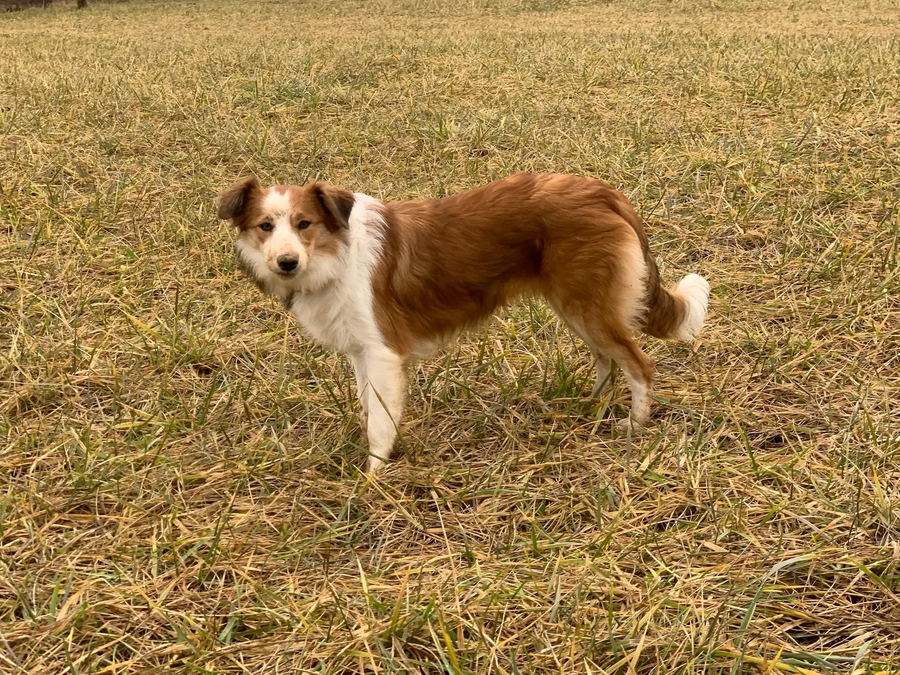 A red and white Welsh Sheepdog standing in a golden autumn field